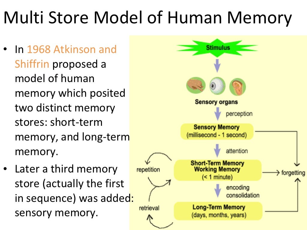1. Atkinson- Shiffrin model of memory - Atkinson Shiffrin Model Of Memory