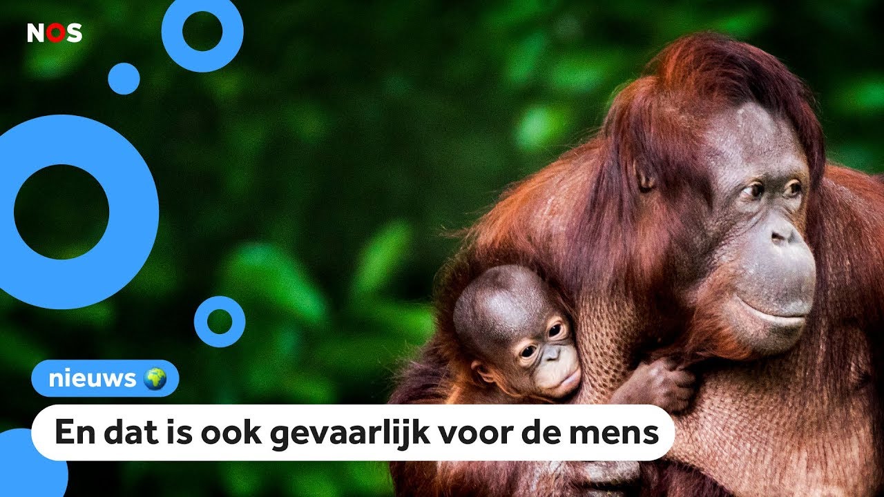 1 miljoen plant- en diersoorten worden met uitsterven bedreigd - YouTube - Primitieve Diersoort Zonder Mond En Organen 5