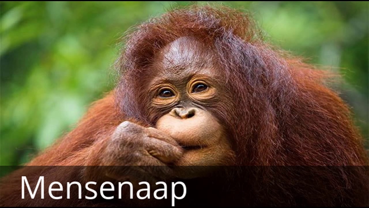 Wat Is Een Bedreigde Diersoort