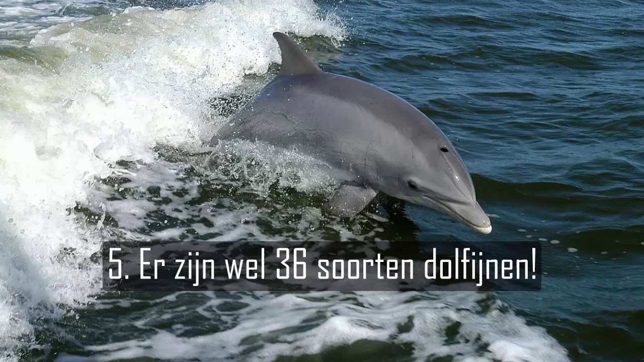Hoe Lang Kan Een Dolfijn Onder Water