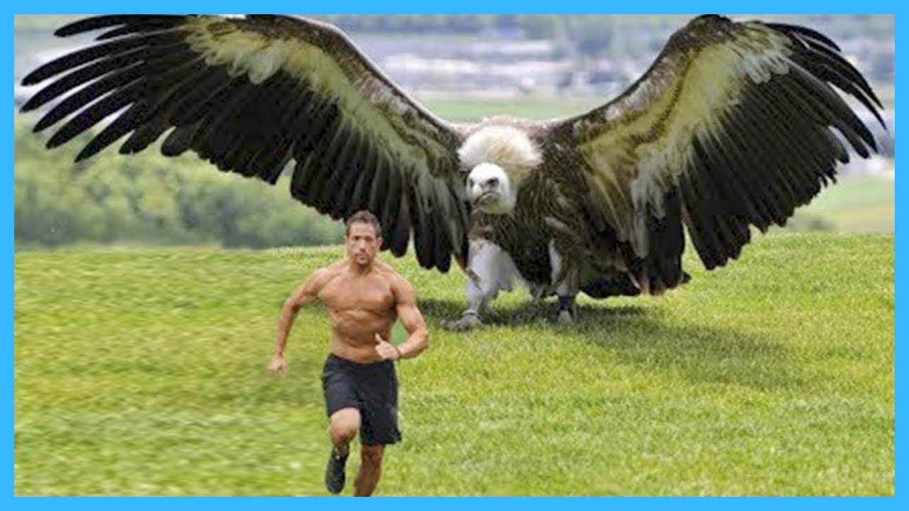 10 Grootste Levende Vogels Ter Wereld! - YouTube - Deze Vogel Is De Kleinste Van Alle Kraaien