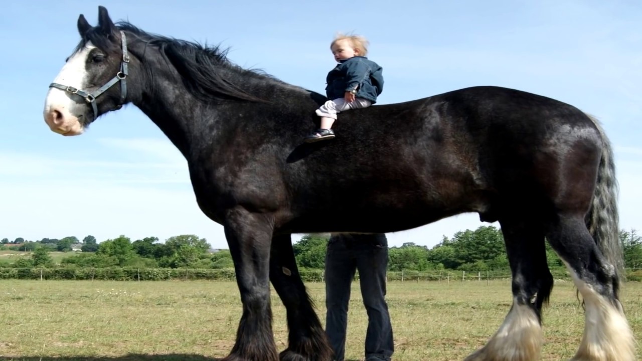 10 GROOTSTE PAARDEN TER WERELD! - YouTube - Hoeveel Paarden Zijn Er In Nederland