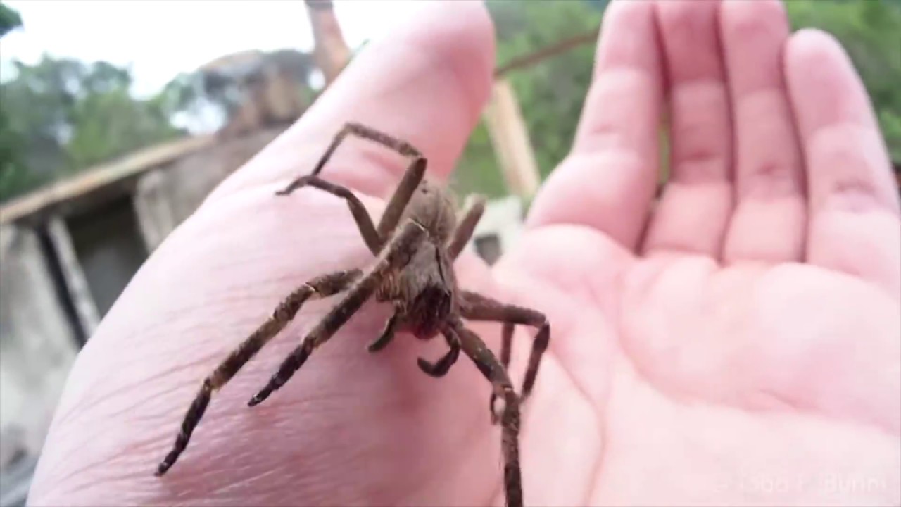 10 Grootste Spinnen ter Wereld! - YouTube - Gevaarlijkste Grootste Spin Ter Wereld