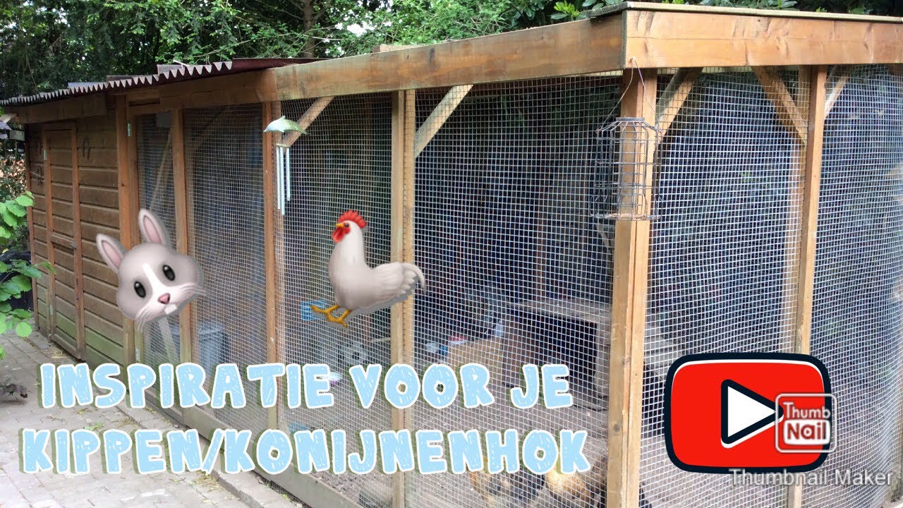Kunnen Katten En Konijnen Samen