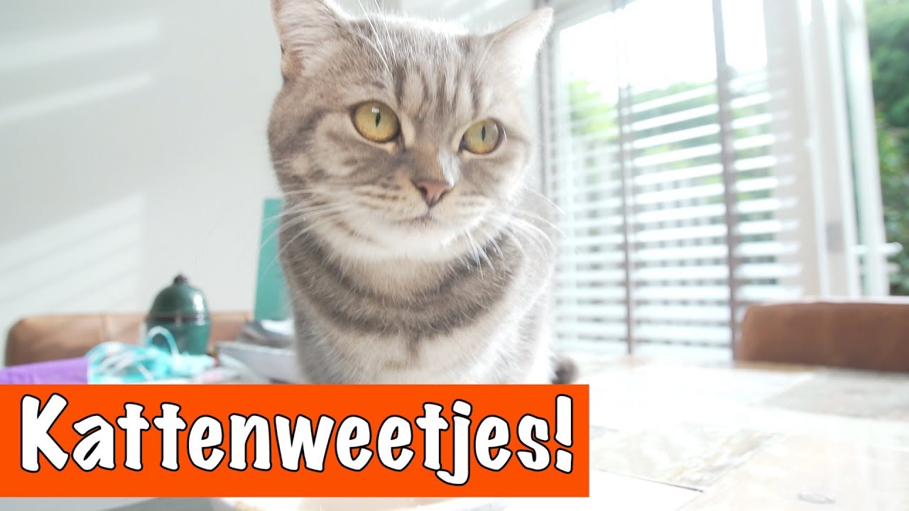 10 Katten weetjes! | DierenpraatTV - YouTube - Welk Geluid Maken Katten Als Ze Kwaad Zijn 6 Letters
