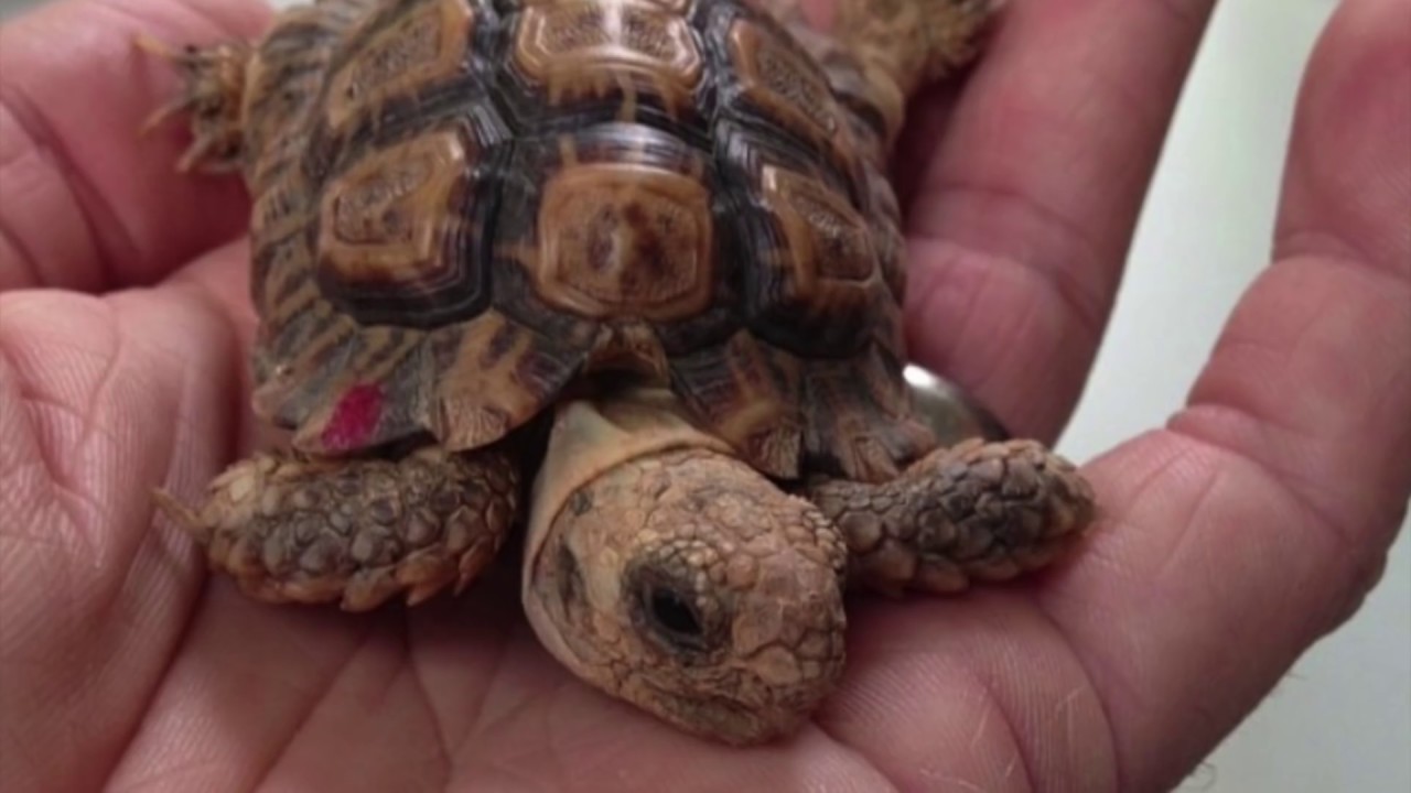 10 Kleinste Dieren ter Wereld! - YouTube - Welk Land Is Het Kleinste Land Ter Wereld