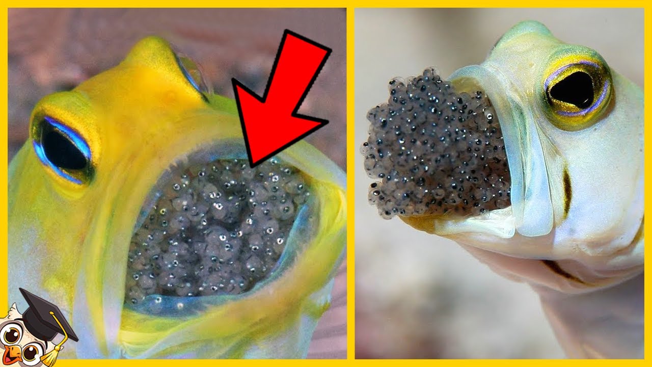 10 Vreemde Manieren Hoe Dieren Eieren Leggen - YouTube - Hoeveel Eieren In Een Dozijn