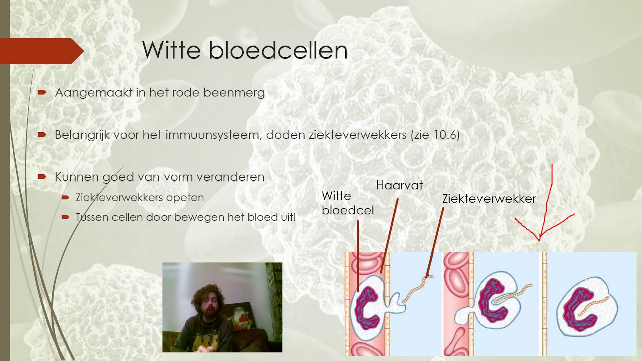 10.4 (1): Bloedplasma en bloedcellen - YouTube - Wat Zit Er In Bloedplasma