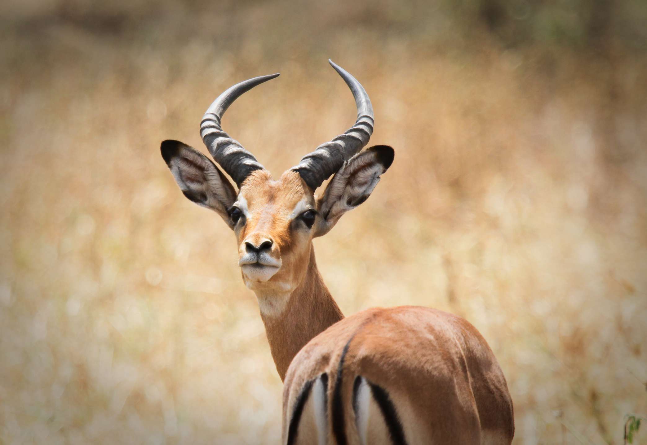 11 Animals That Live in the Savanna - Welke Dieren Leven In De Savanne