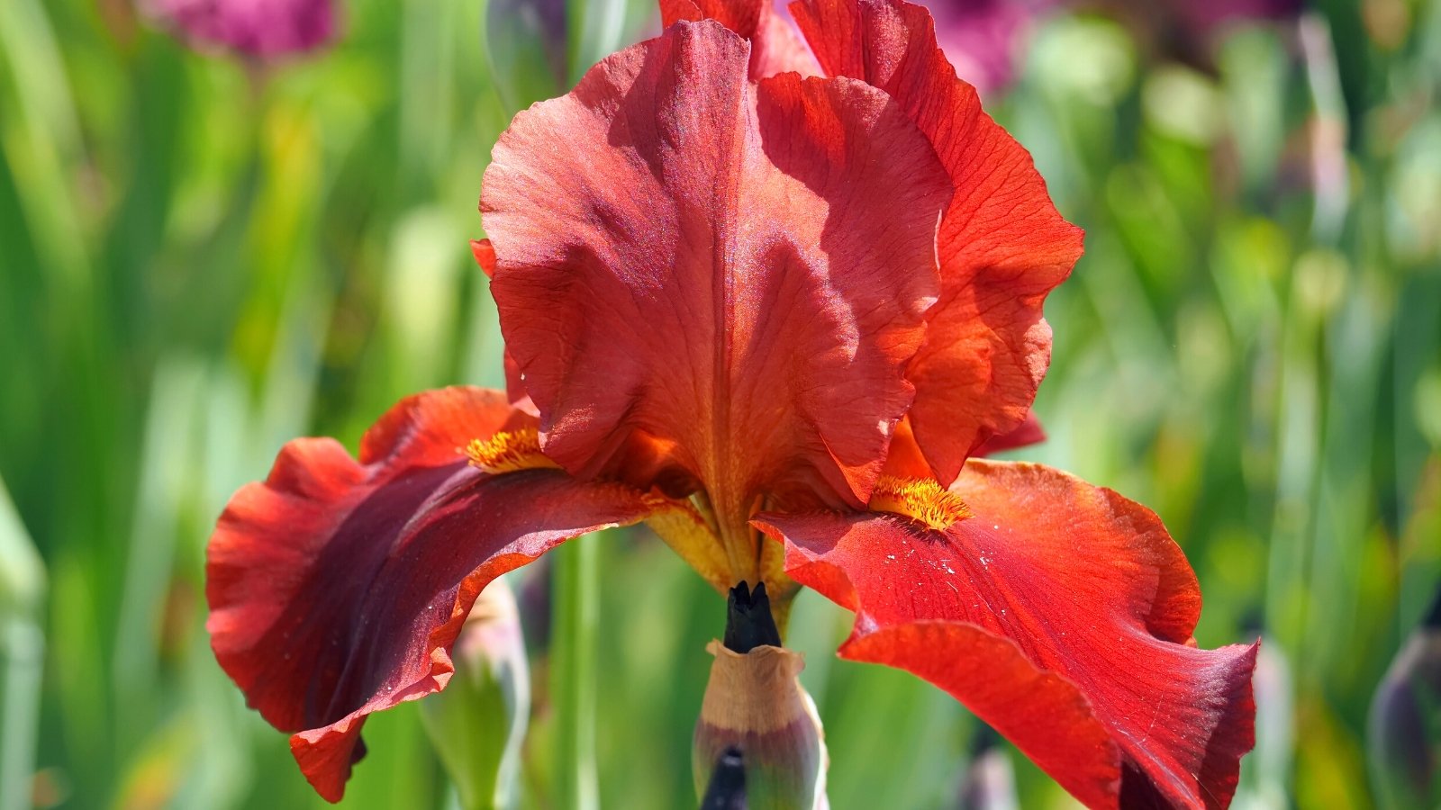 11 Different Types of Red Irises To Grow This Season - Iris Van Den Ende Vermogen