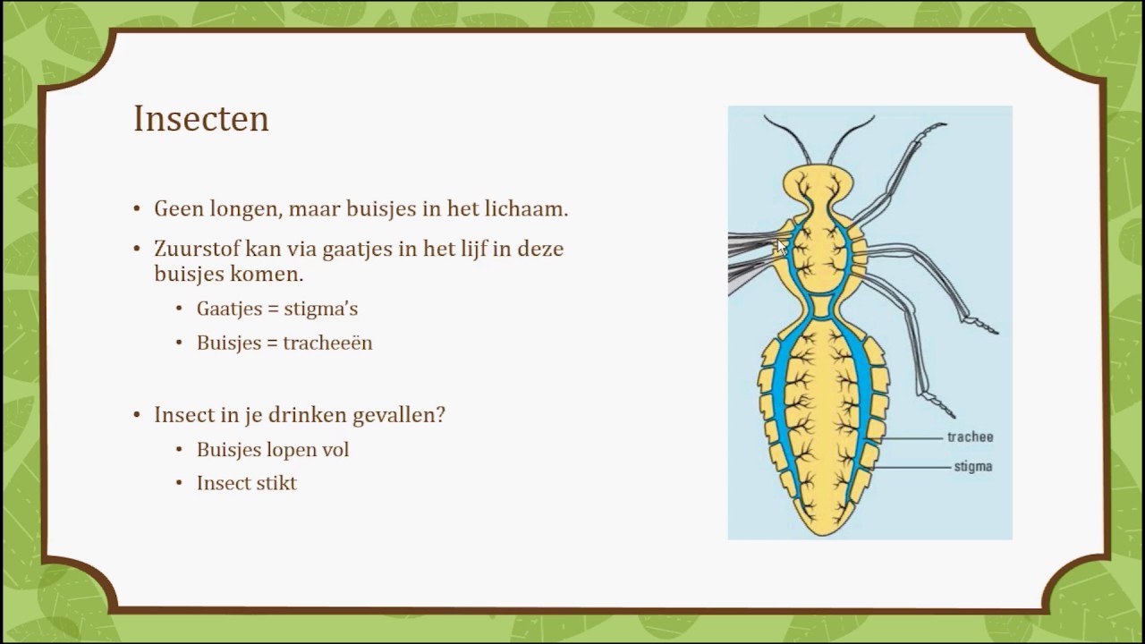 11.2 Ademhaling bij planten en dieren - 2T - YouTube - Hoe Heet Een Volledig Ontwikkeld Insect