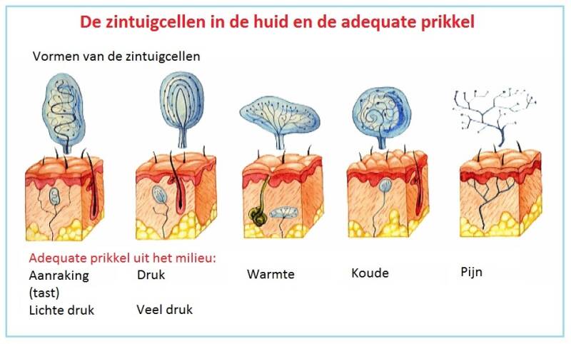 1.1.Prikkels en impulsen / K11 Zintuigen. / Bovenbouw vmbo | biologie - Dood Waar Is Uw Prikkel