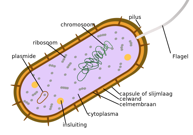 12 Characteristics of Bacteria by Morphology & Physiology - Heeft Een Bacterie Een Celkern