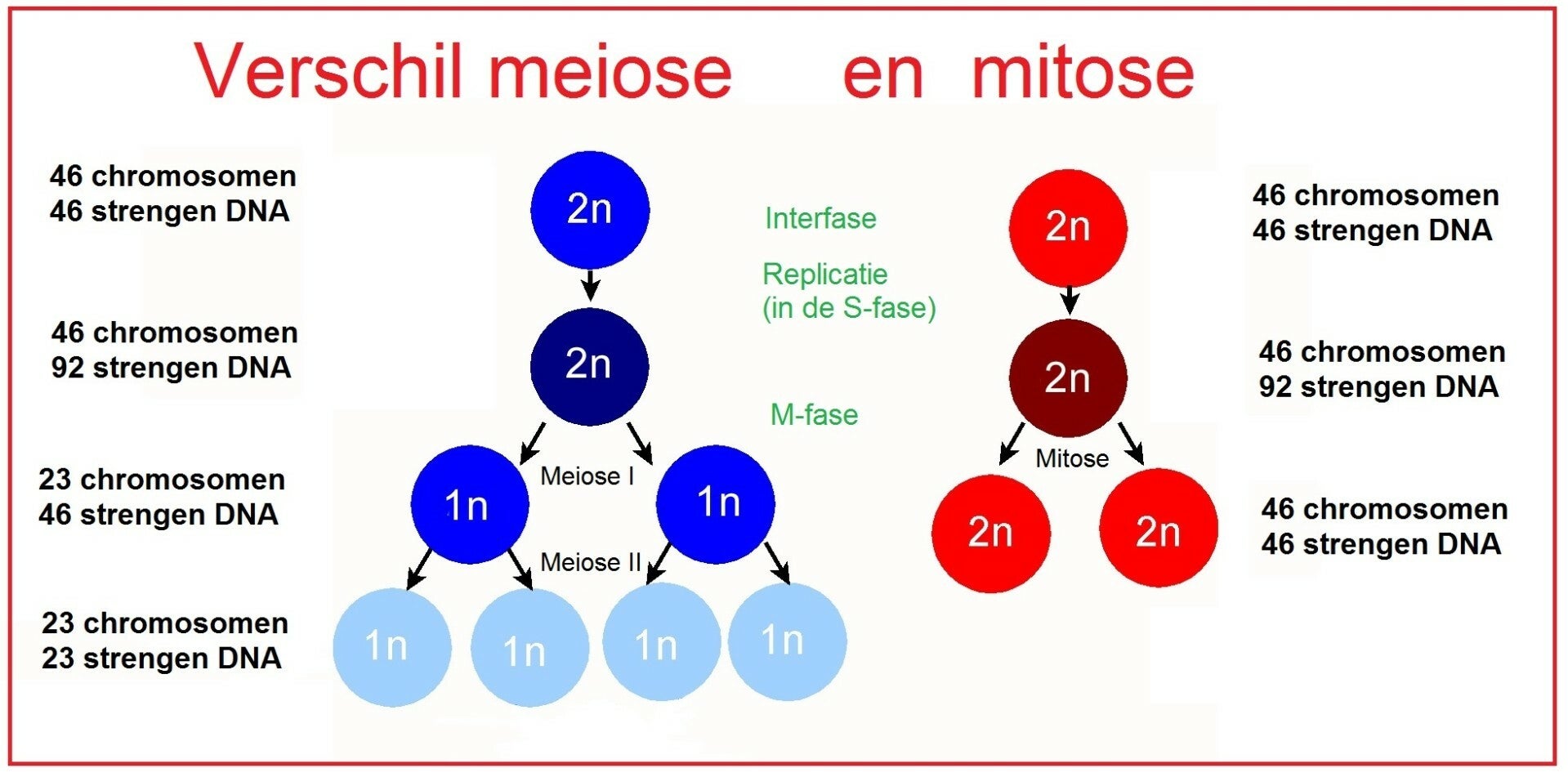 Wat Is Mitose En Meiose