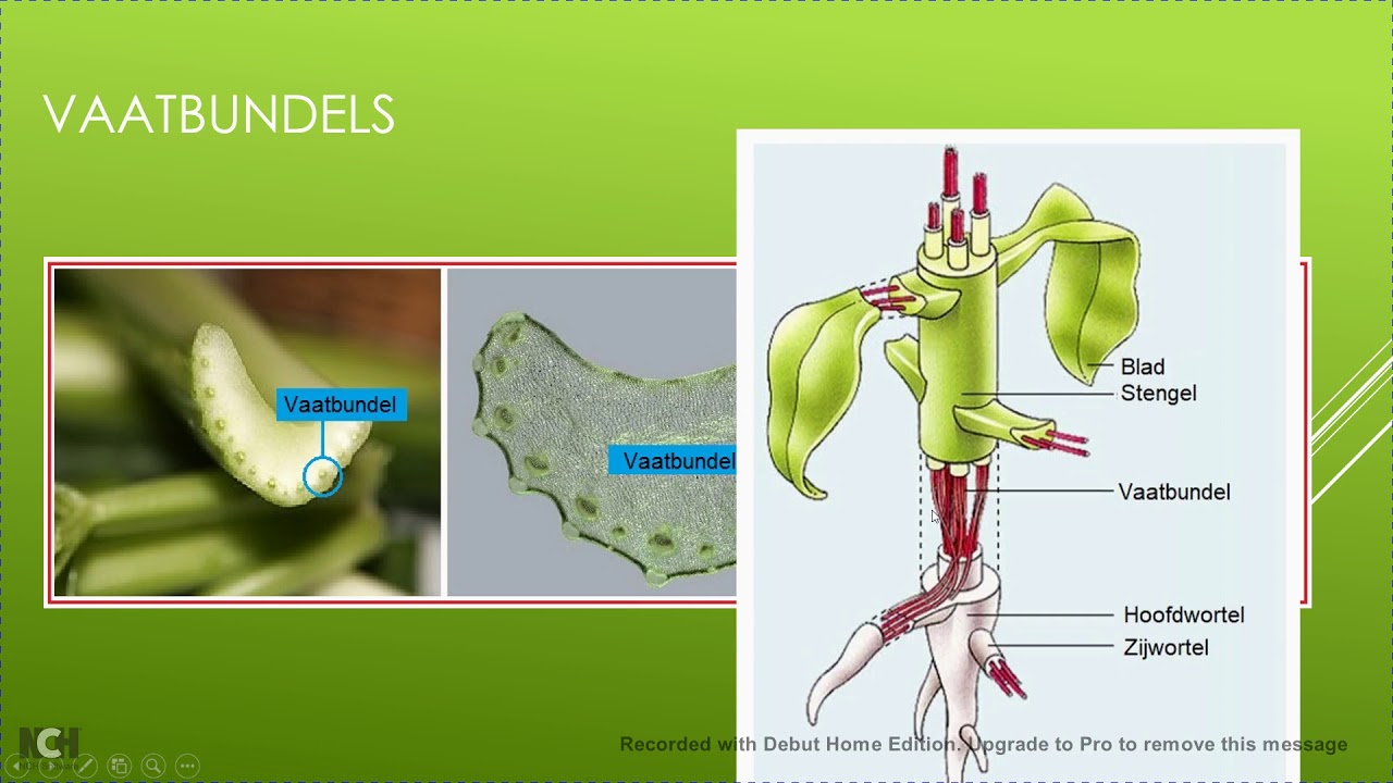 1.2 Wortels en stengels - YouTube - Stengel Van Een Houtige Plant