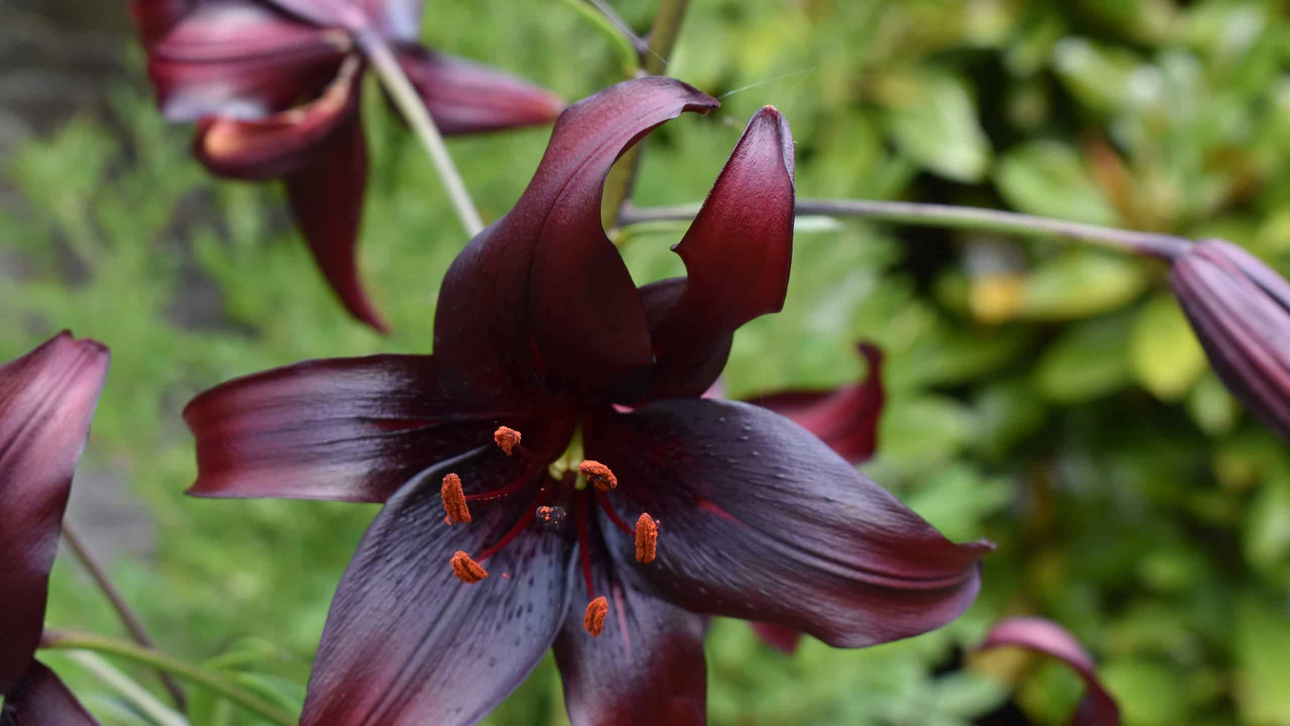 16 Types Of Black Lilies - Lily Bloom It Ends With Us