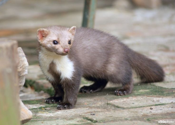 17 Best images about Mustelidae (Marterachtigen)/ MARTERS on Pinterest - Soorten Marterachtigen Fret Bunzing Marter Hermelijn