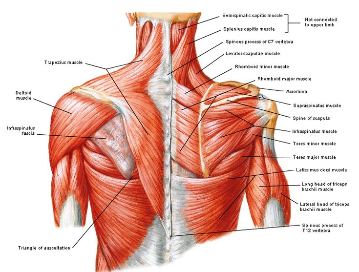 17 Best images about spieren on Pinterest | Sternocleidomastoid muscle - Grootste Spier Van Het Menselijk Lichaam