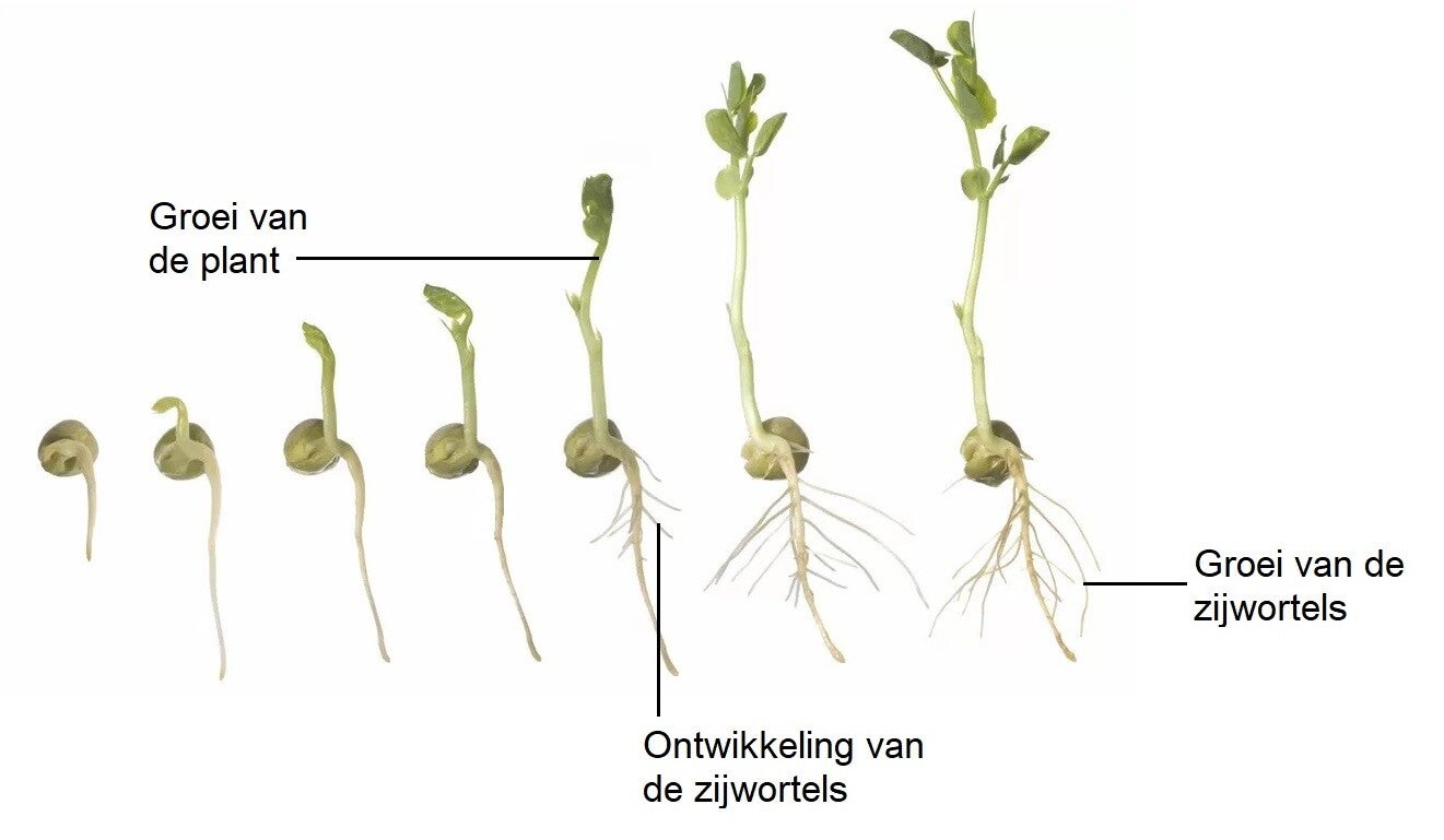 1.8. Voortplanting bij zaadplanten / K12 Generaties / Bovenbouw vmbo - Hoe Kan Het Dat Zaden Na Vele Eeuwen Onbeschadigd Zijn