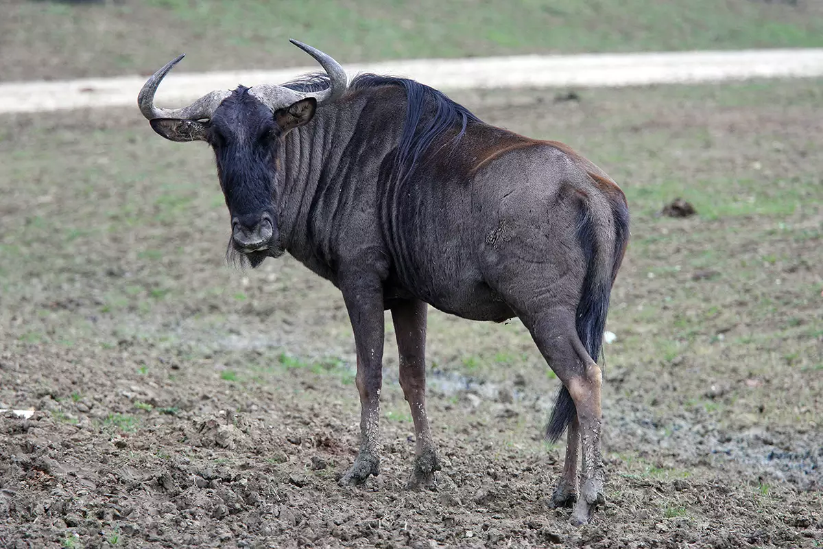 19 Facts About Gnu - Facts.net - Gnu General Public License Gpl
