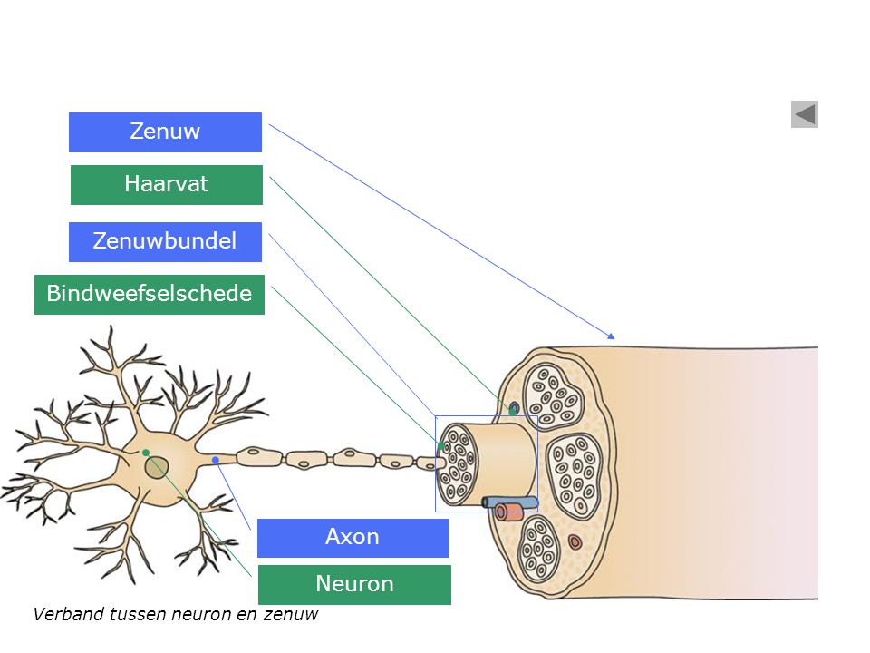 1H-VWO Het Zenuwstelsel Schouten Biology, 41% OFF - Wat Is De Functie Van Schakelcellen