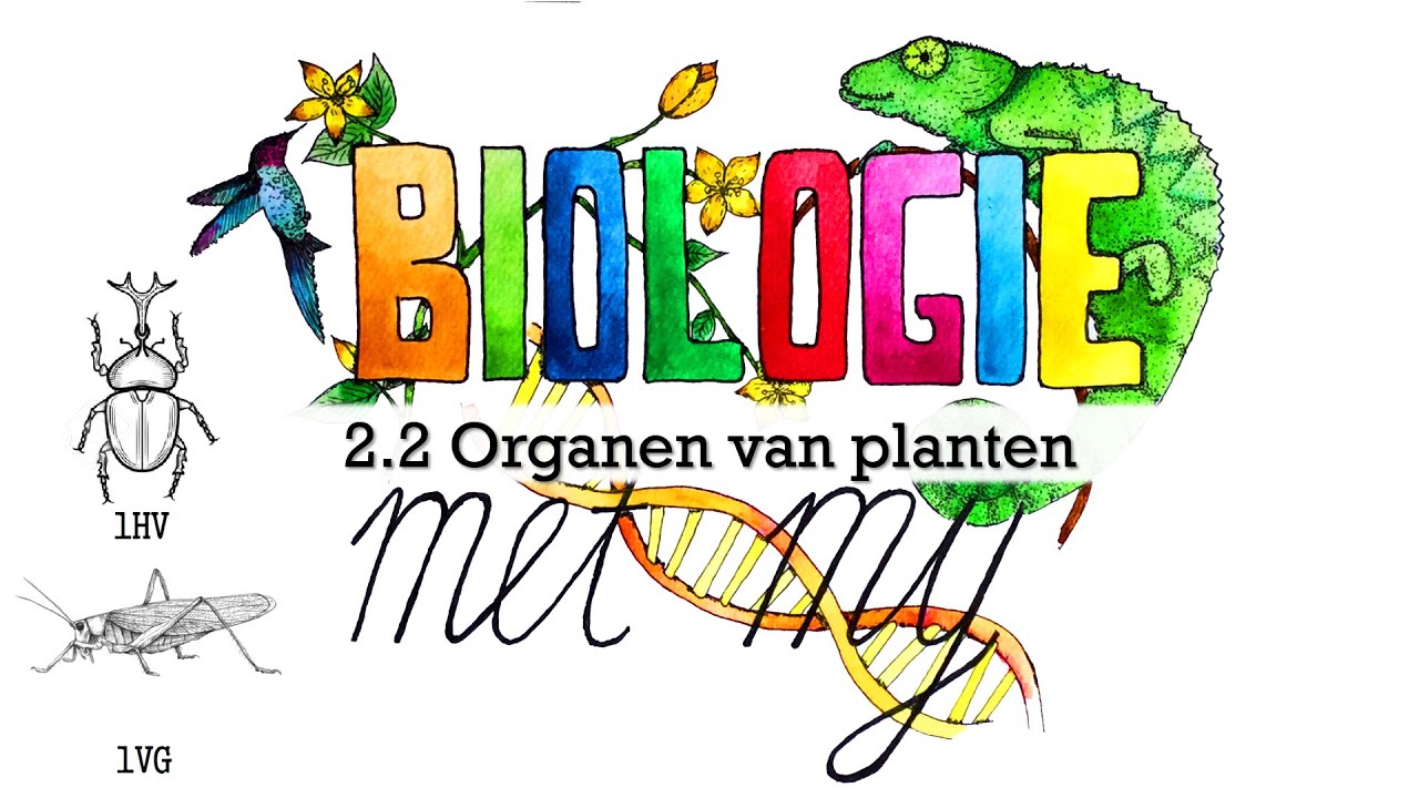 1HVG - 2.2 Organen van planten - YouTube - Welke Drie Functies Kunnen Wortels Hebben
