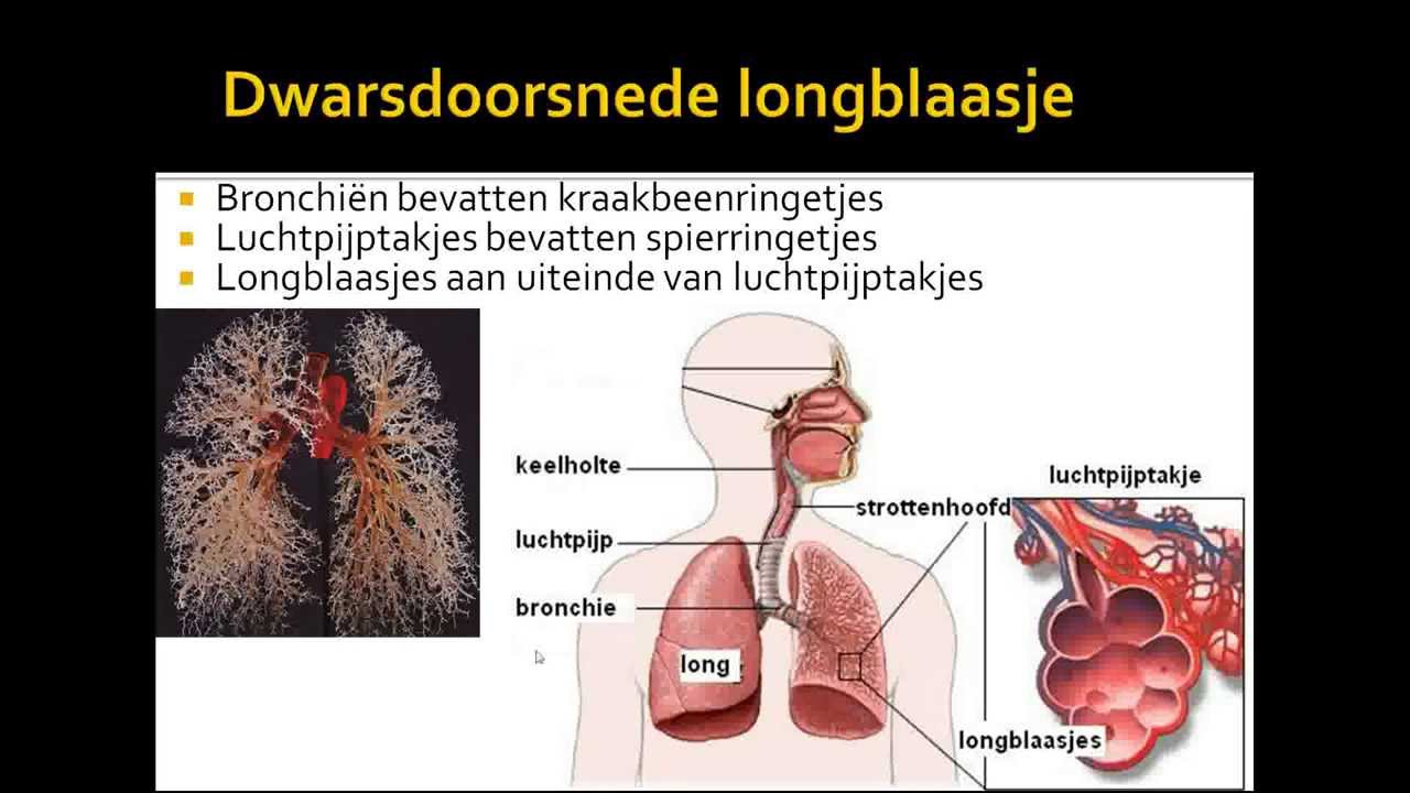 2 ademhalingsstelsel van de mens - YouTube - Snurkende Ademhaling Bij Bewusteloos Slachtoffer