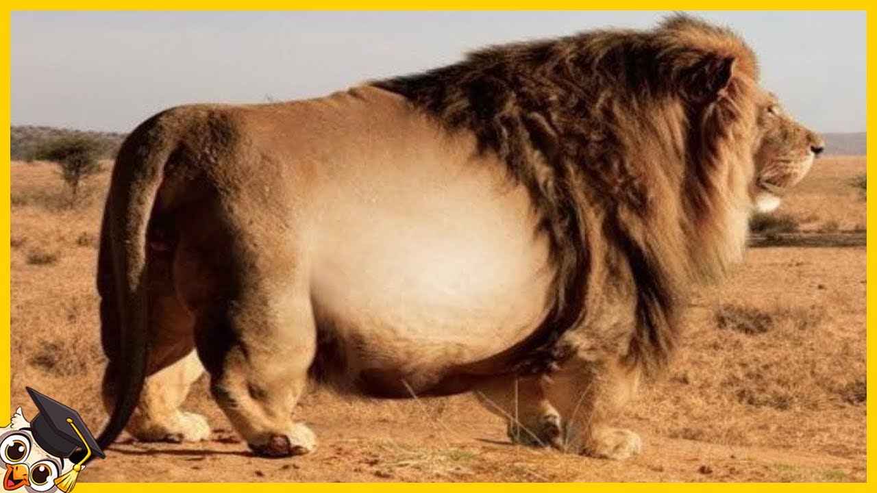 20 Dikste Dieren op Camera Vastgelegd - YouTube - Wat Is Het Grootste Bot In Je Lichaam