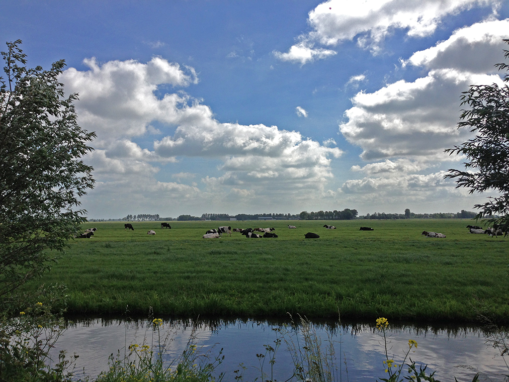 2013-06-16 koeien polder giessenburg 1024 | Het was weer hee… | Flickr - Het Weer In Giessenburg