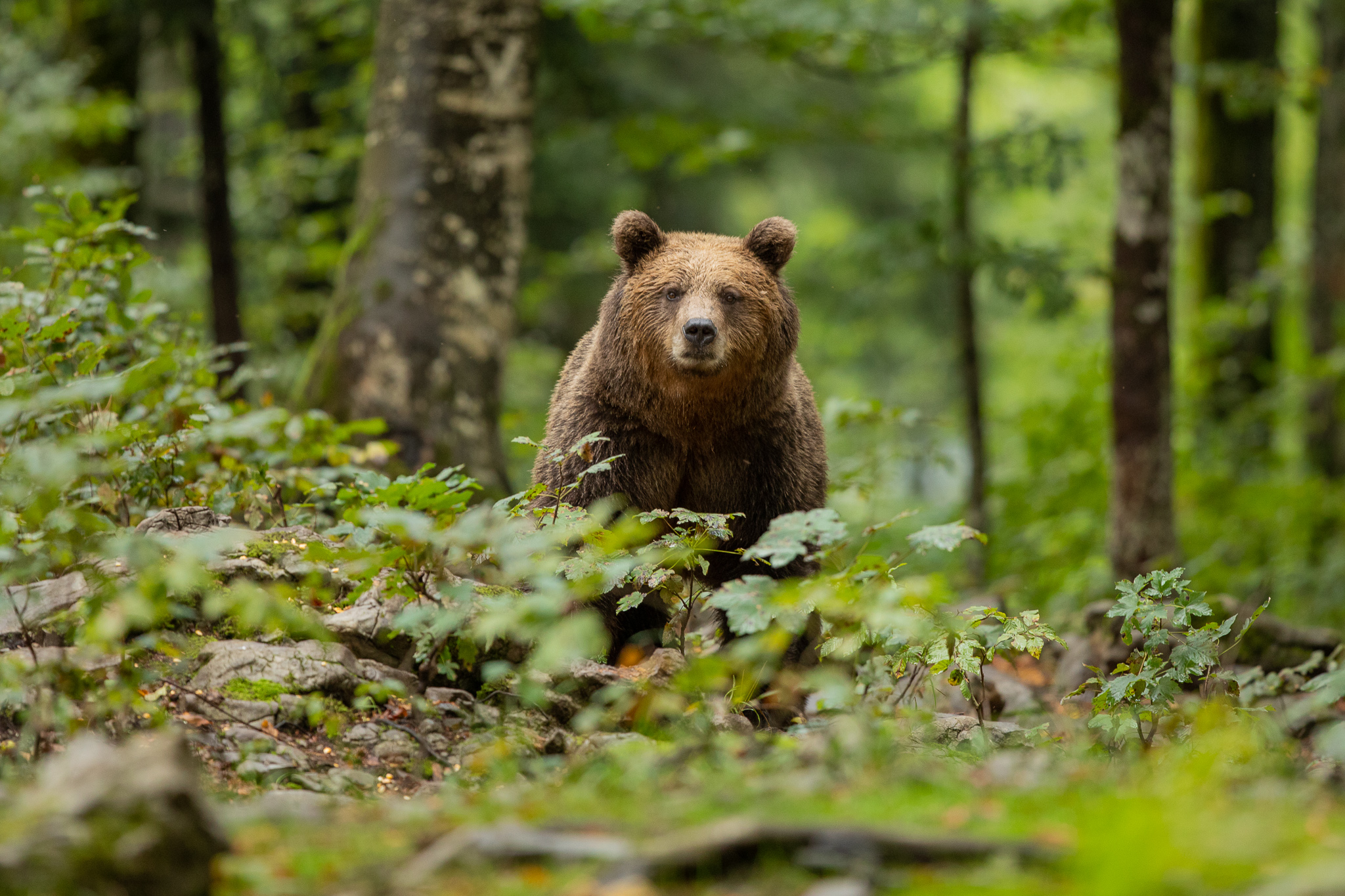 2023 Bear Watching In The Wild From Brasov - Zijn Er Beren In Oostenrijk