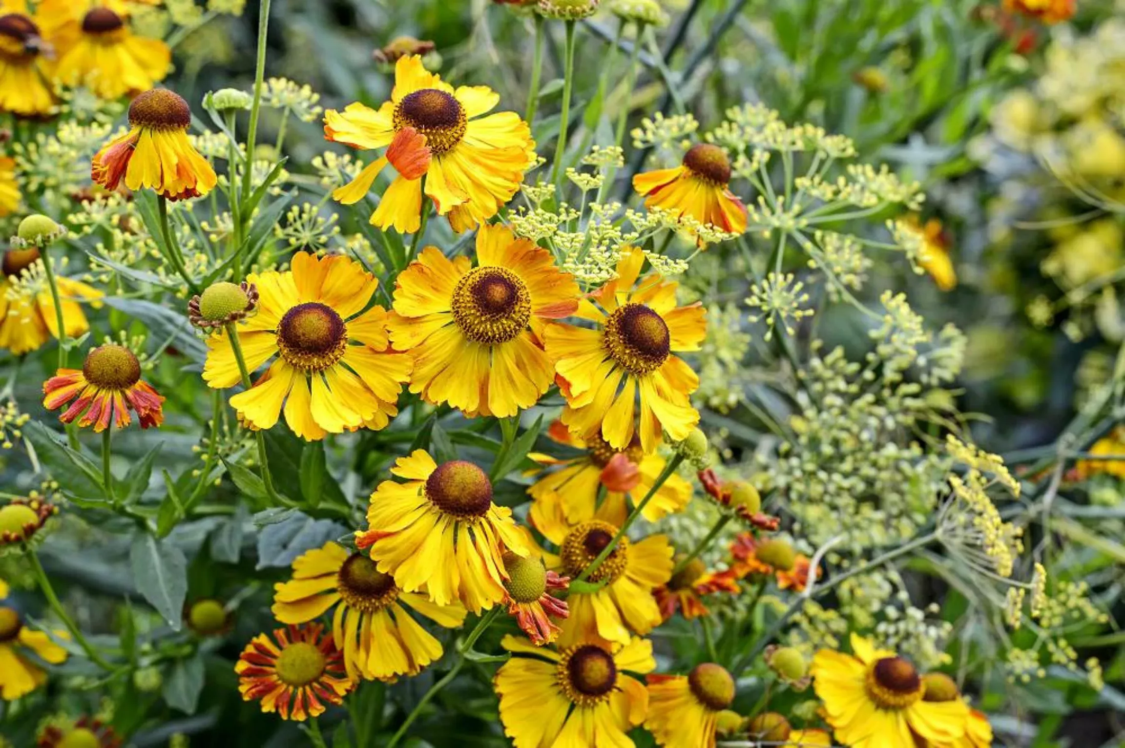 25 Planten die goed tegen zon en droogte kunnen - Gardeners World - Kamerplanten Die Tegen Kou Kunnen