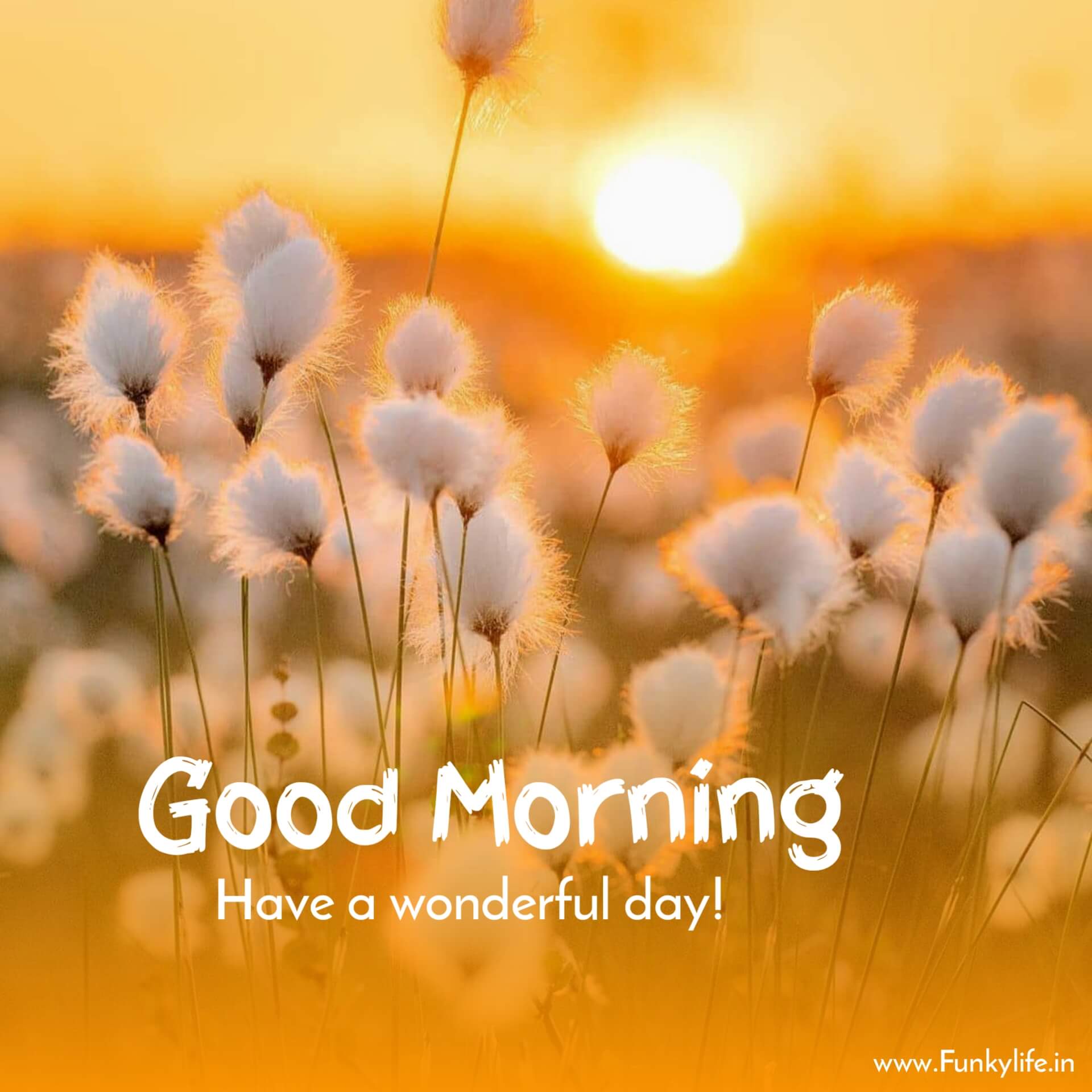 250+ Good Morning Images, Pictures & Beautiful Morning Wishes 2021 - Morning After Pil Hoe Vaak