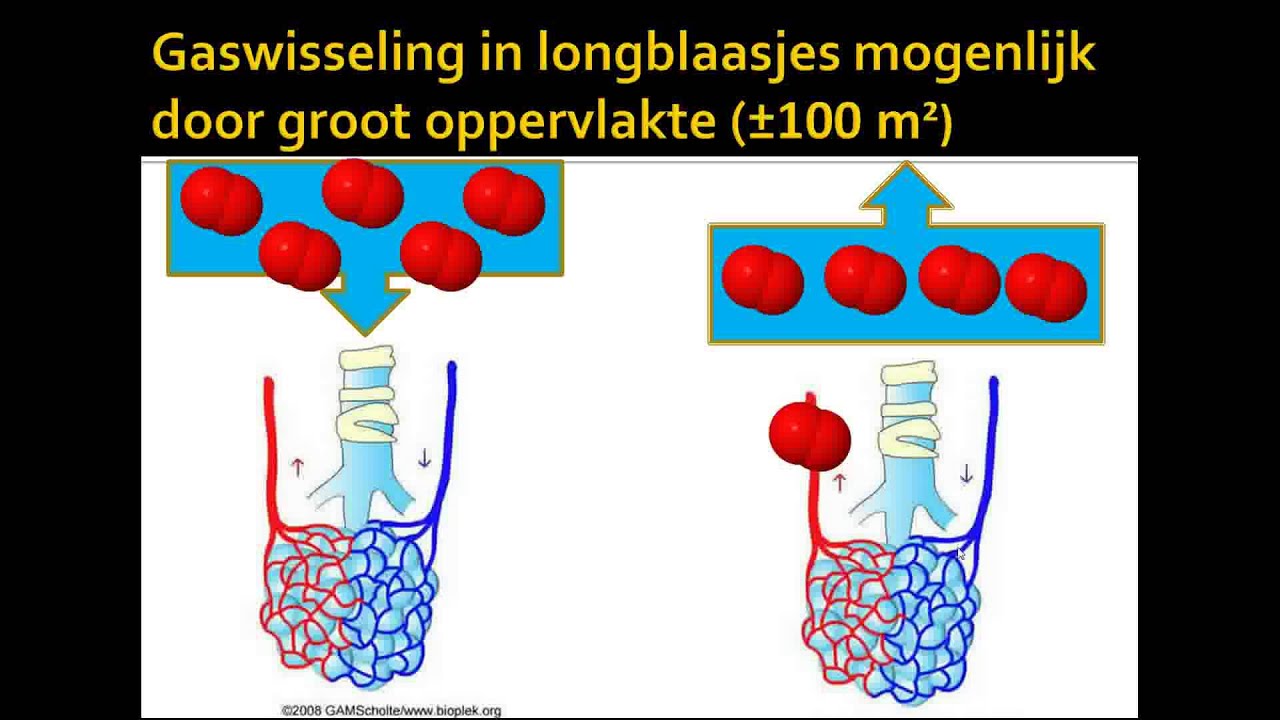 3 longblaasjes - YouTube - Hoeveel Longblaasjes Heeft Een Mens