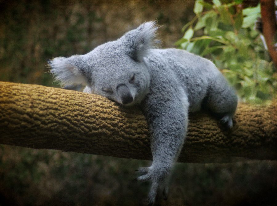 30 Adorable Photos of Koalas Sleeping on Trees | Koala, Koala bear - Hoeveel Uur Slaapt Een Baby