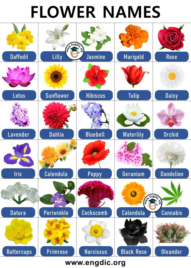 300+ List of Flower Names with Pictures PDF (AZ List) | Bloem namen - Soorten Bloemen Namen Van A Tot Z