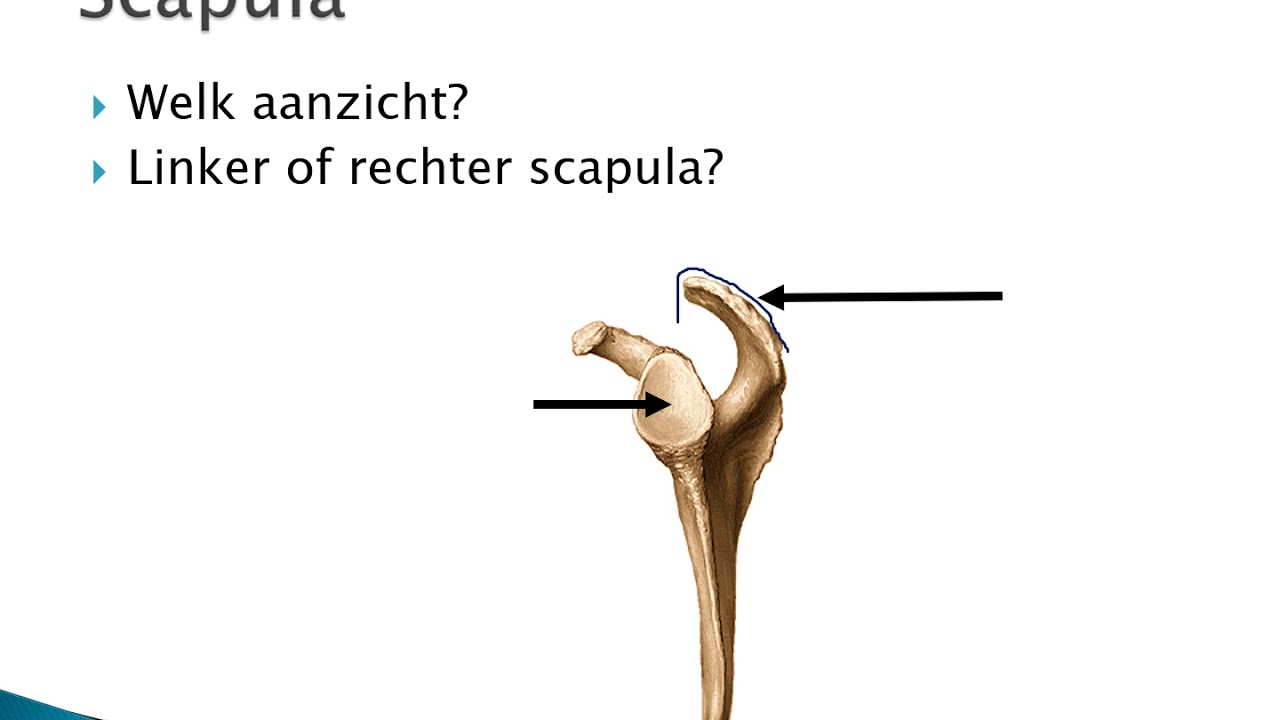 Welke Botten Vormen Samen De Schoudergordel