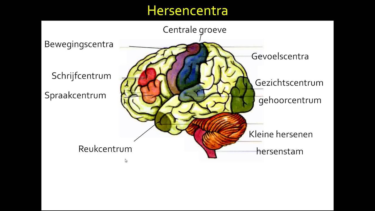 4 de hersenen mavo 3 & 4 - YouTube - Hoe Ziet Een Hersentumor Eruit Op Mri