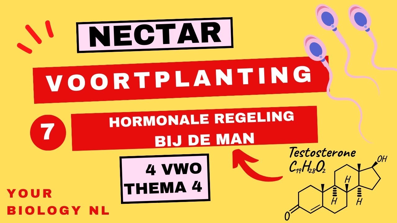 4 vwo | Voortplanting | 7 | Hormonale regeling bij de man - YouTube - Moeten Hoorbaar Voor De Voortplanting Zorgen
