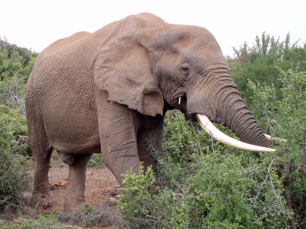 Hoe Noem Je Een Vrouwelijke Olifant