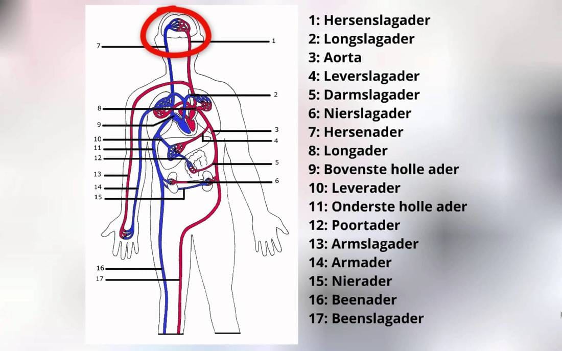 5. Het Bloedvatenstelsel - Webquest bloedsomloop - Het Bloedvatenstelsel Van De Mens
