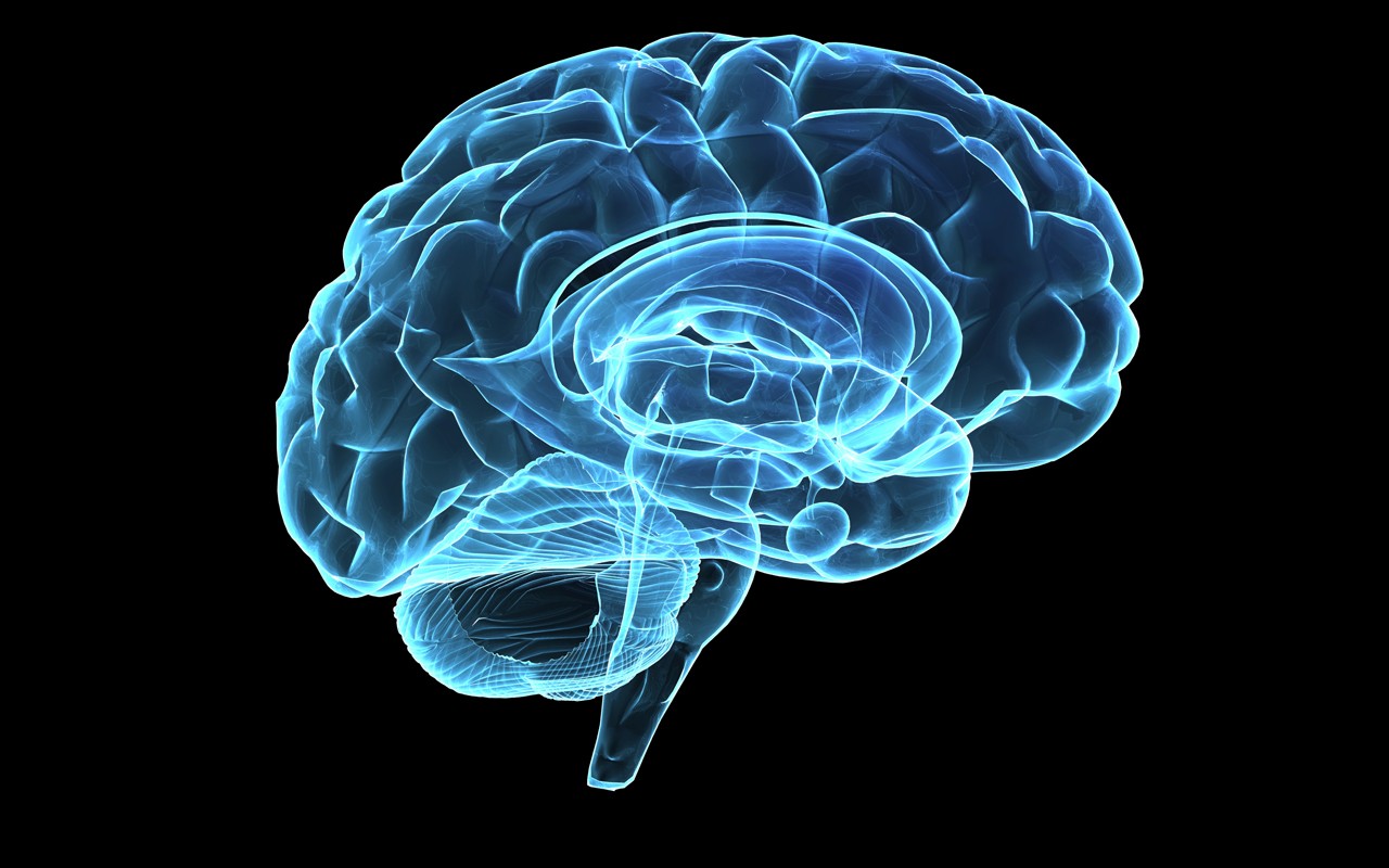 5 Interesting Facts About Your Brain And Memory - Brain And Cognitive Sciences Uva