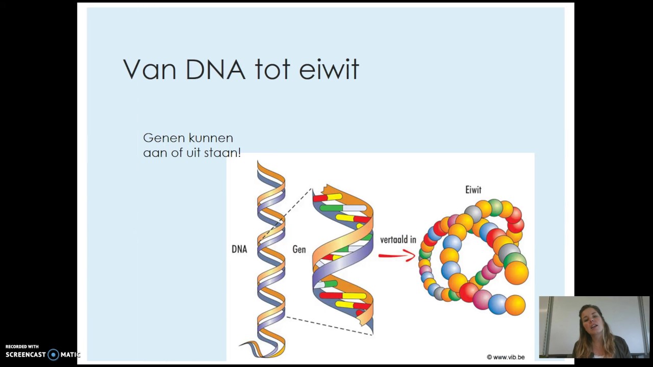 5.2 Chromosomen, genen en eiwitten - YouTube - Wat Is Het Genotype Van Een Organisme