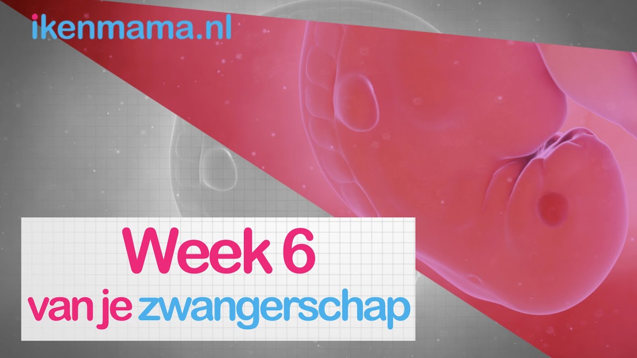 6 weken zwanger? Bekijk symptomen, informatie over de echo en je kindje - Hoeveel Slaapt Baby 6 Weken