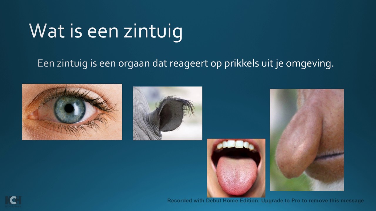 6.1 zintuigen - YouTube - Wat Zijn De 5 Zintuigen