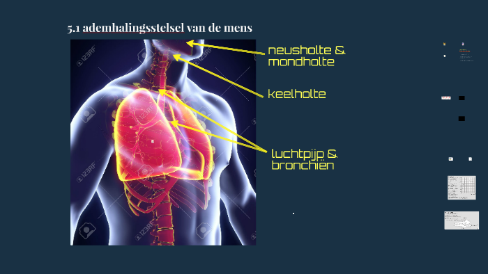 6.2 ademhalingsstelsel van de mens by Ingeborg ten Thije on Prezi - Ademhalingsstelsel Van De Mens Schematisch Getekend