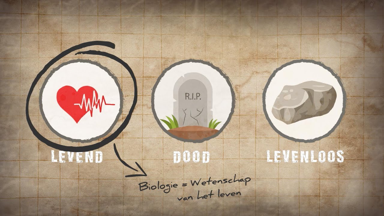 7 LEVENSKENMERKEN | Levend, Dood & Levenloos | Basisstof Havo / Vwo - Hoelang Blijft Een Eicel Leven