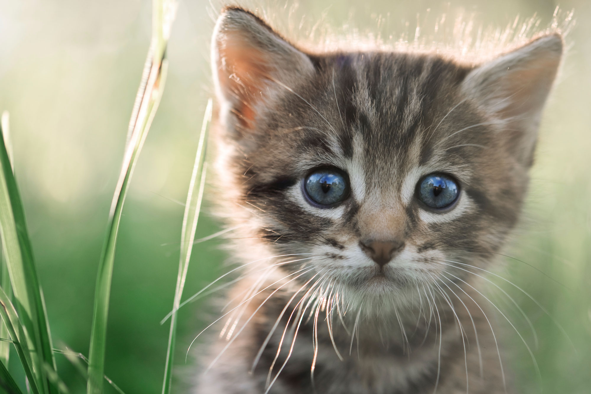 7 Super-Cute Kitten Traits You'll Love | Petbarn - Kitten Kater Verschil Tussen Katten En Poezen