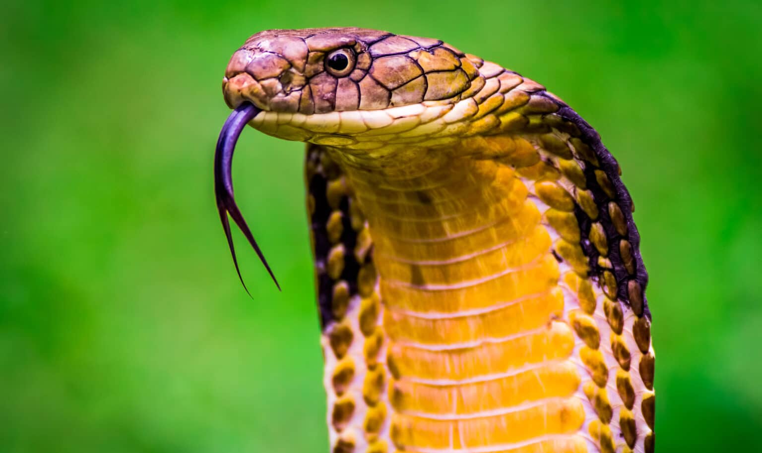 7 Types of Venomous Snakes in Taiwan (DANGEROUS) - Bird Watching HQ - Koning Der Slangen Uit De Harry Potterreeks