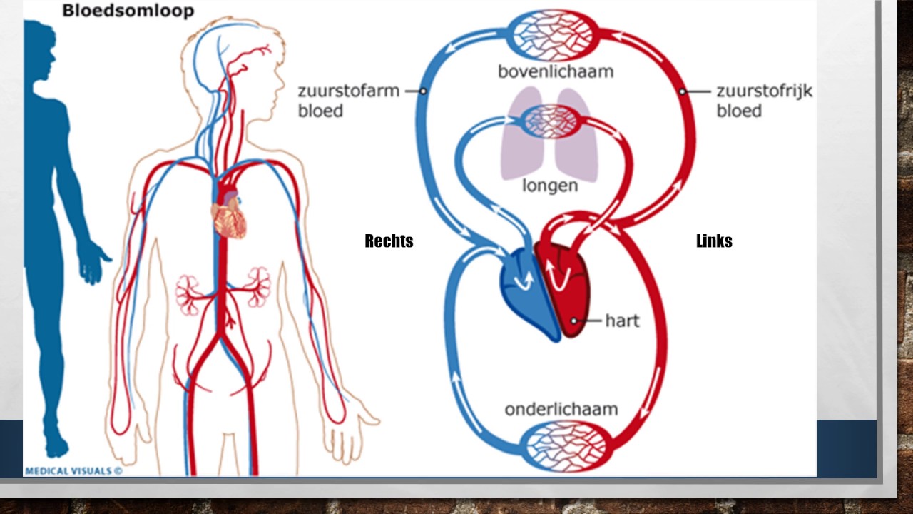 7.2 Bloedsomloop - YouTube - Hoeveel Kleppen Heeft Het Hart