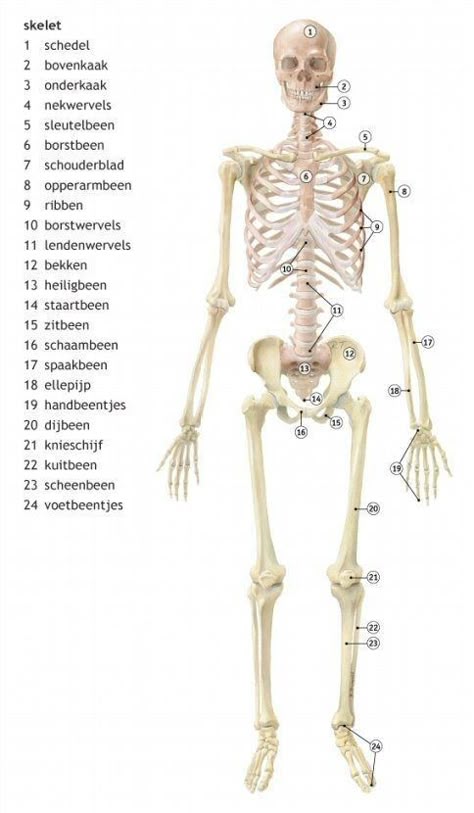 72 ideeën over Anatomie | menselijk lichaam, het menselijk lichaam, lichaam - Langste Bot In Je Lichaam
